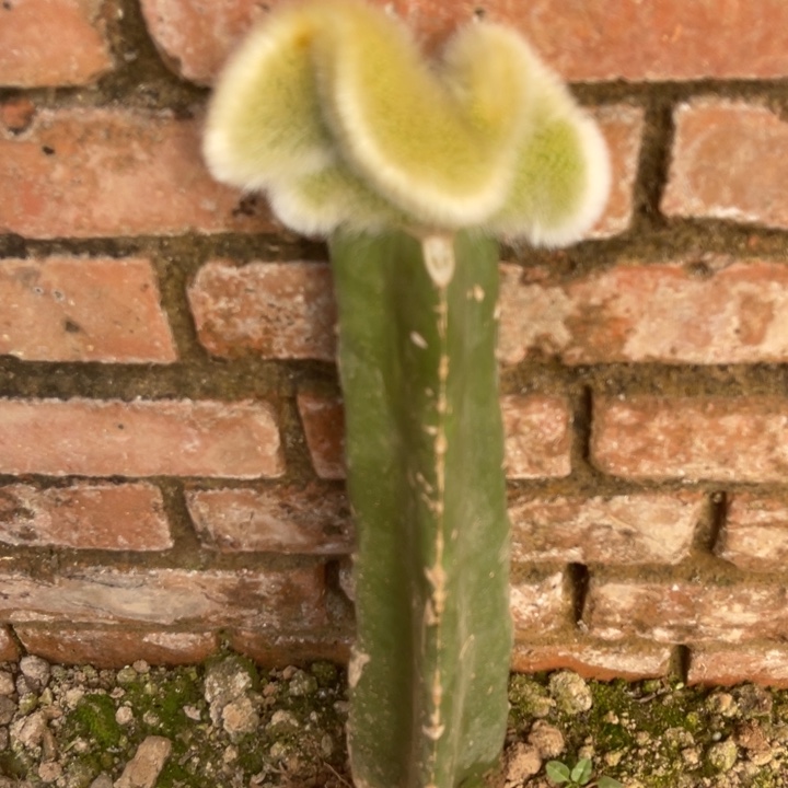 奏***乐完全开放嫁接九尾狐缀化