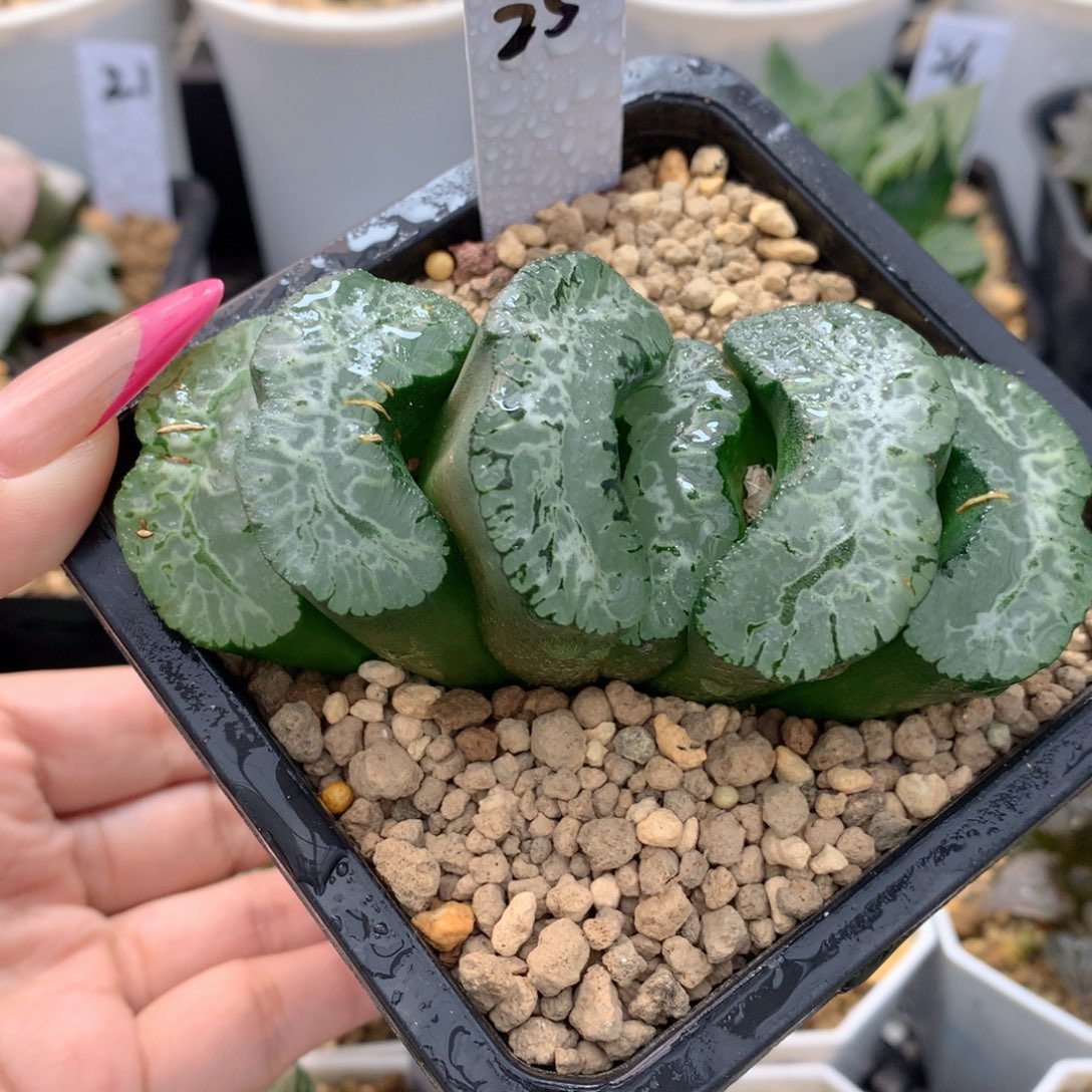 北斋实生玉扇 一物一拍 带盆土