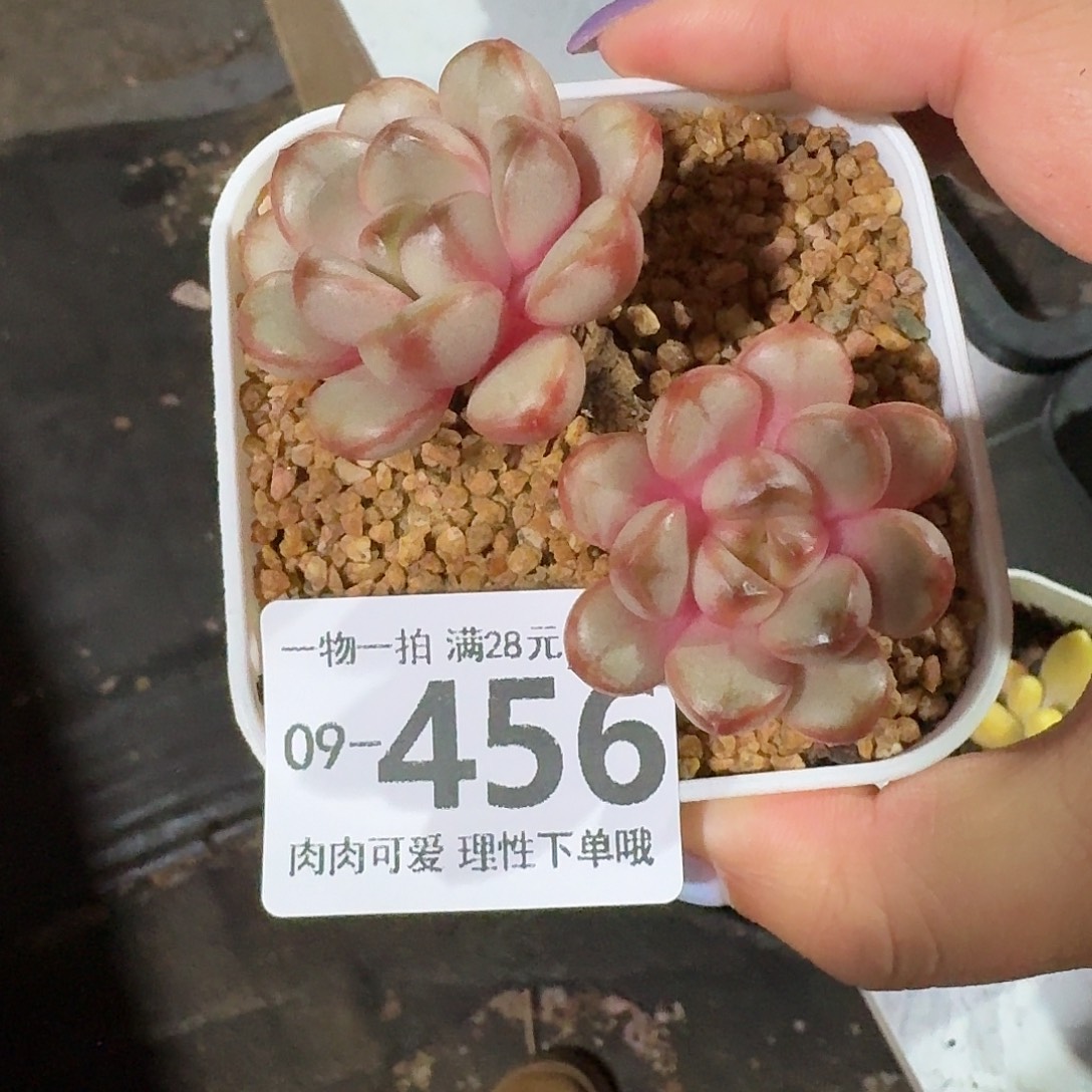 葡萄无盆土发货无盆土发货