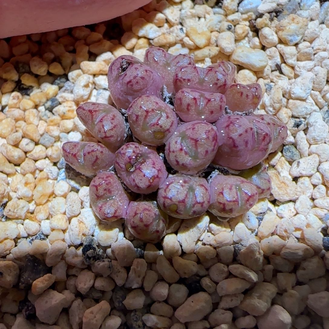 肉锥多肉植物百科7-小飞843