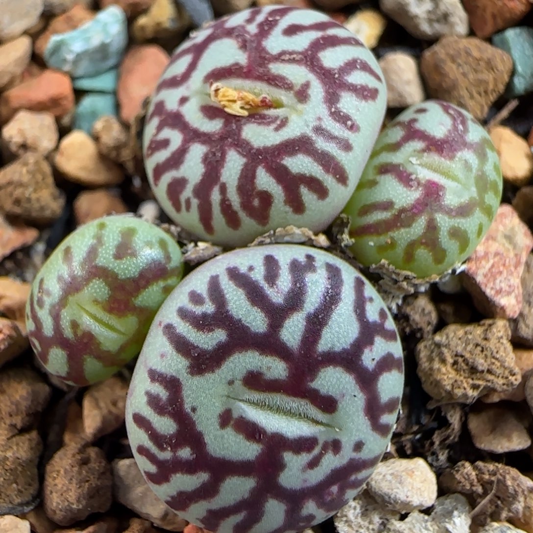 多肉植物超墨母本101号