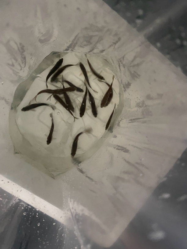 异口蓝吉罗观赏鱼洪蹦河流域冷水鱼淡水鱼