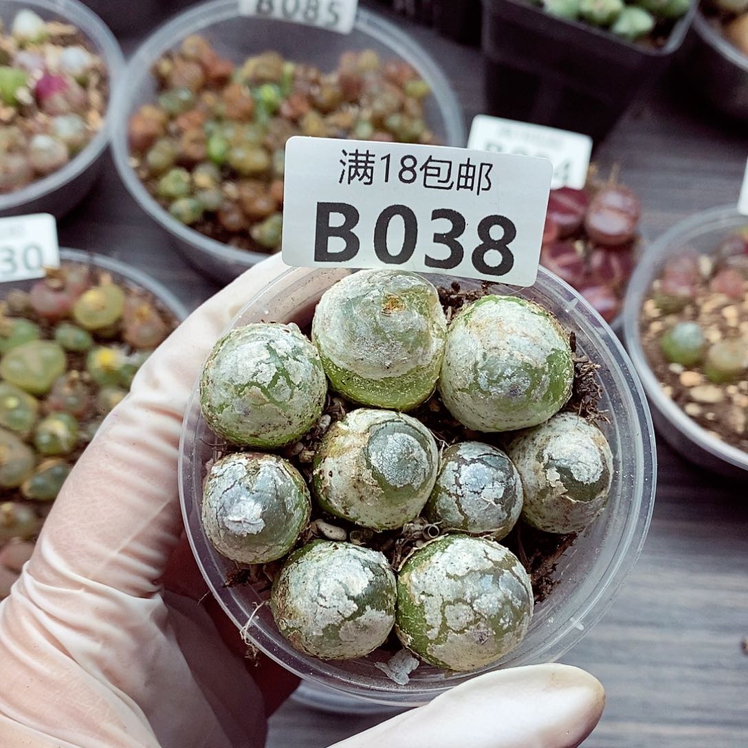 38啦咯啦咯啦咯哦哦