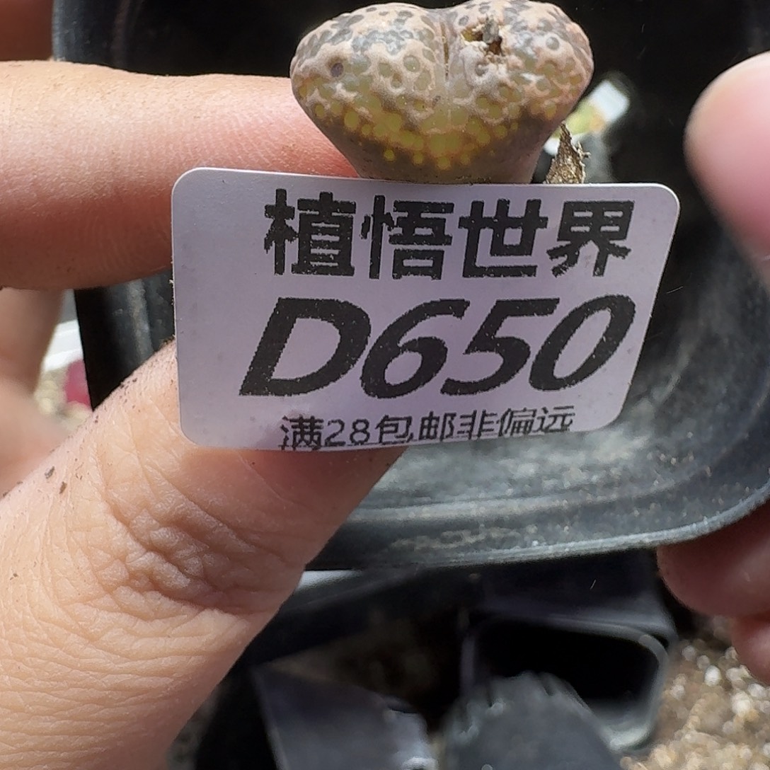 多肉植物的润泽fgb