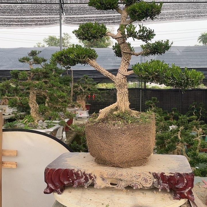 完全开放(****黄杨盆景