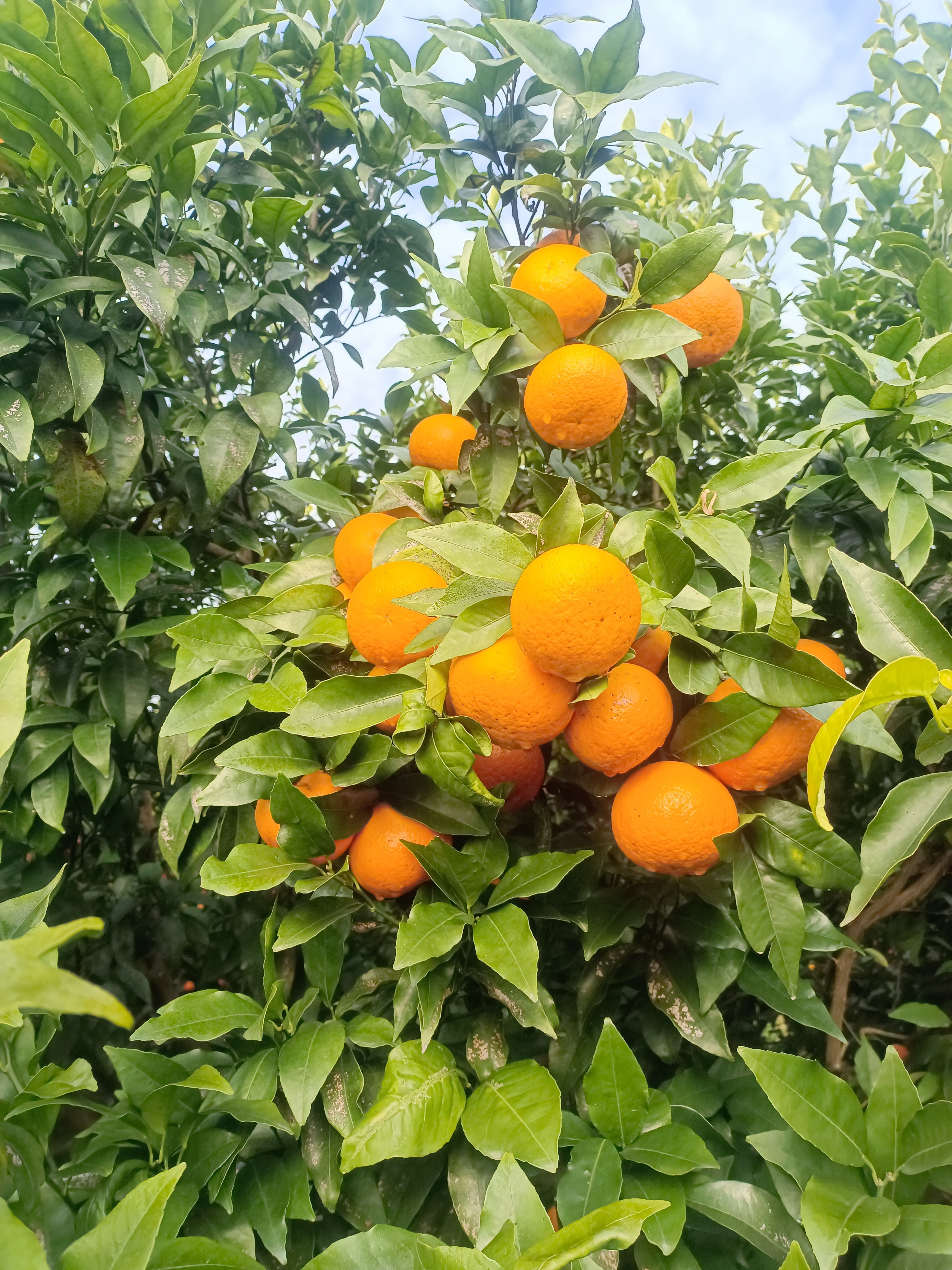 广西桂林沃柑汁水多，甘甜，不泡药，不打蜡