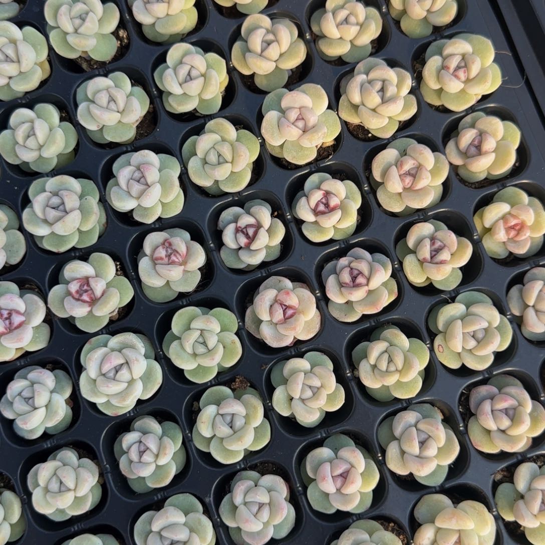 16颗一组琥珀冰玉单头