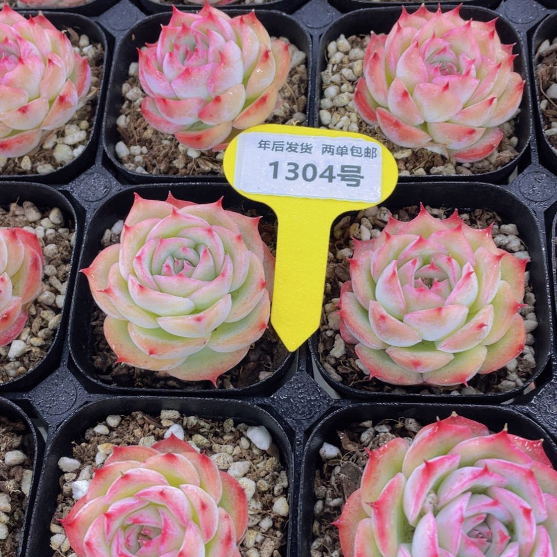 1304号 全状态粉侧影单头两个