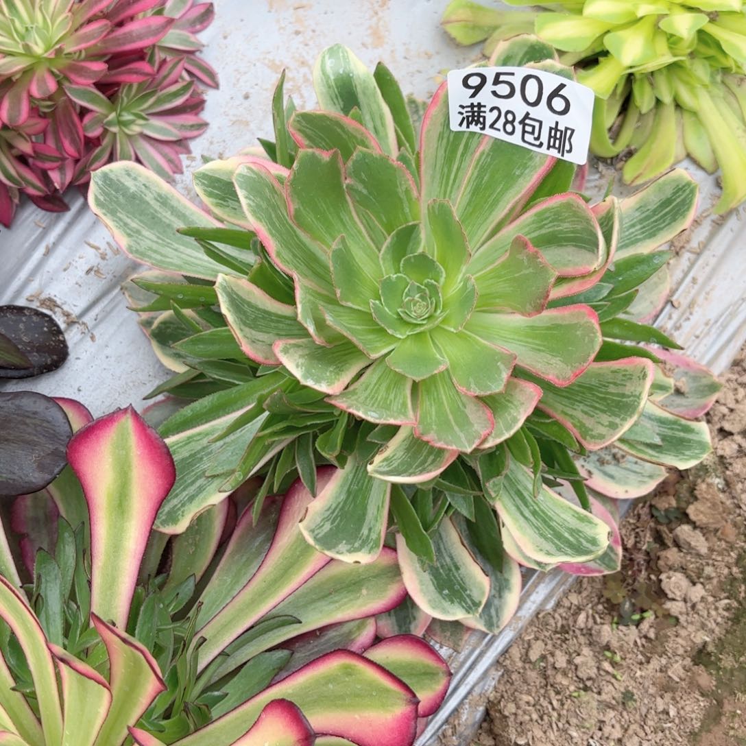 R.   9506浣纱多肉