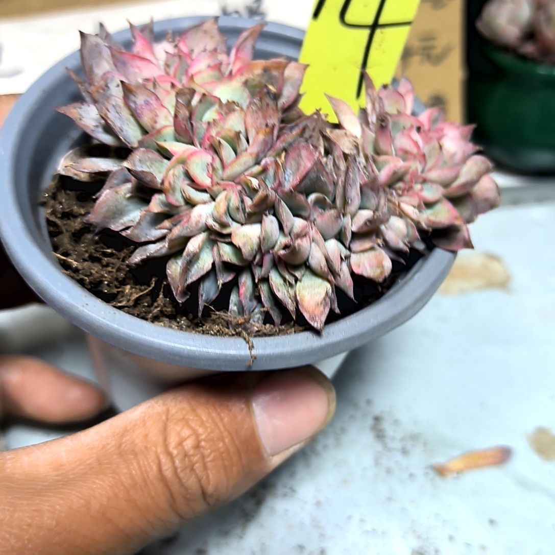 满6元包邮，月光女神缀化