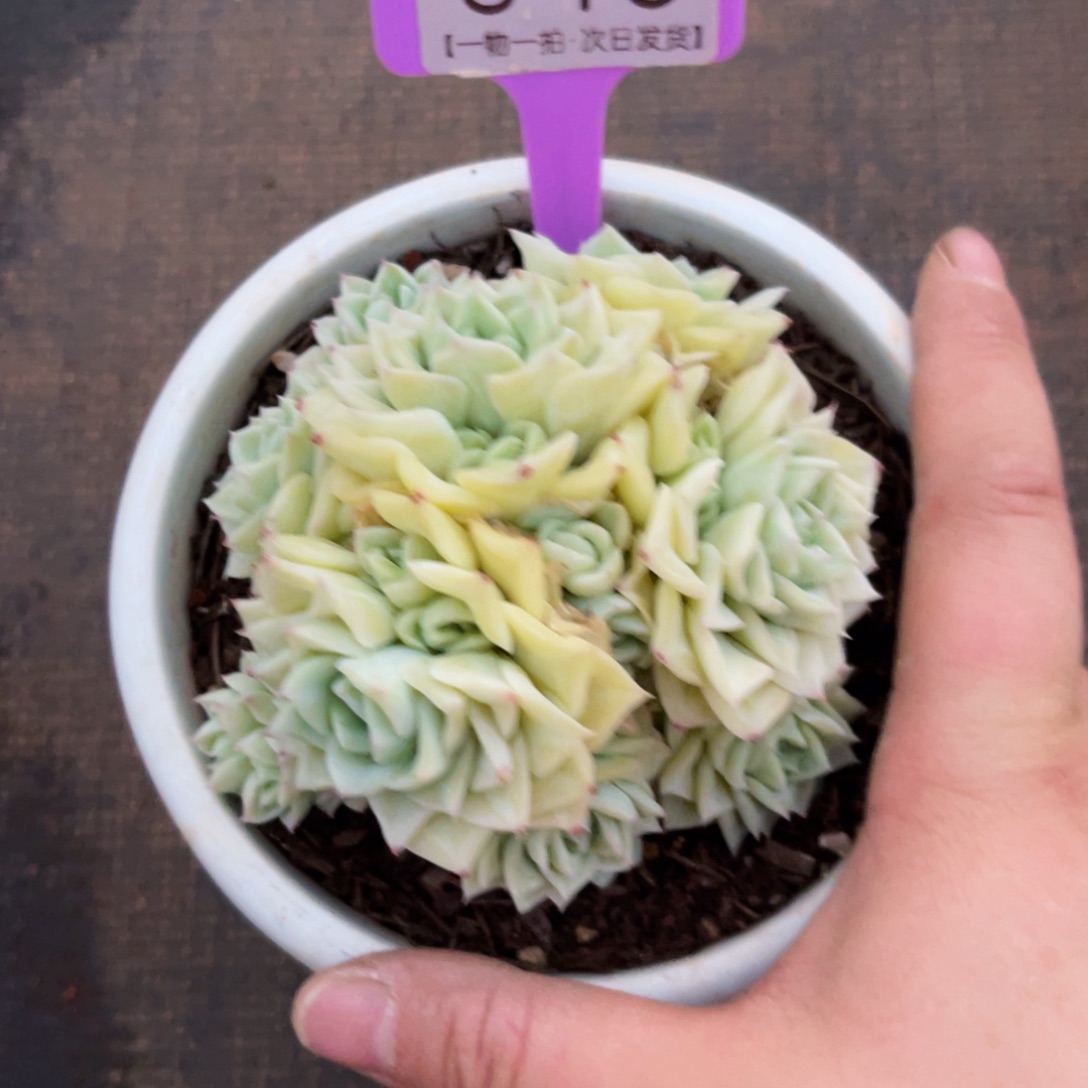 云尘多肉一物一拍846