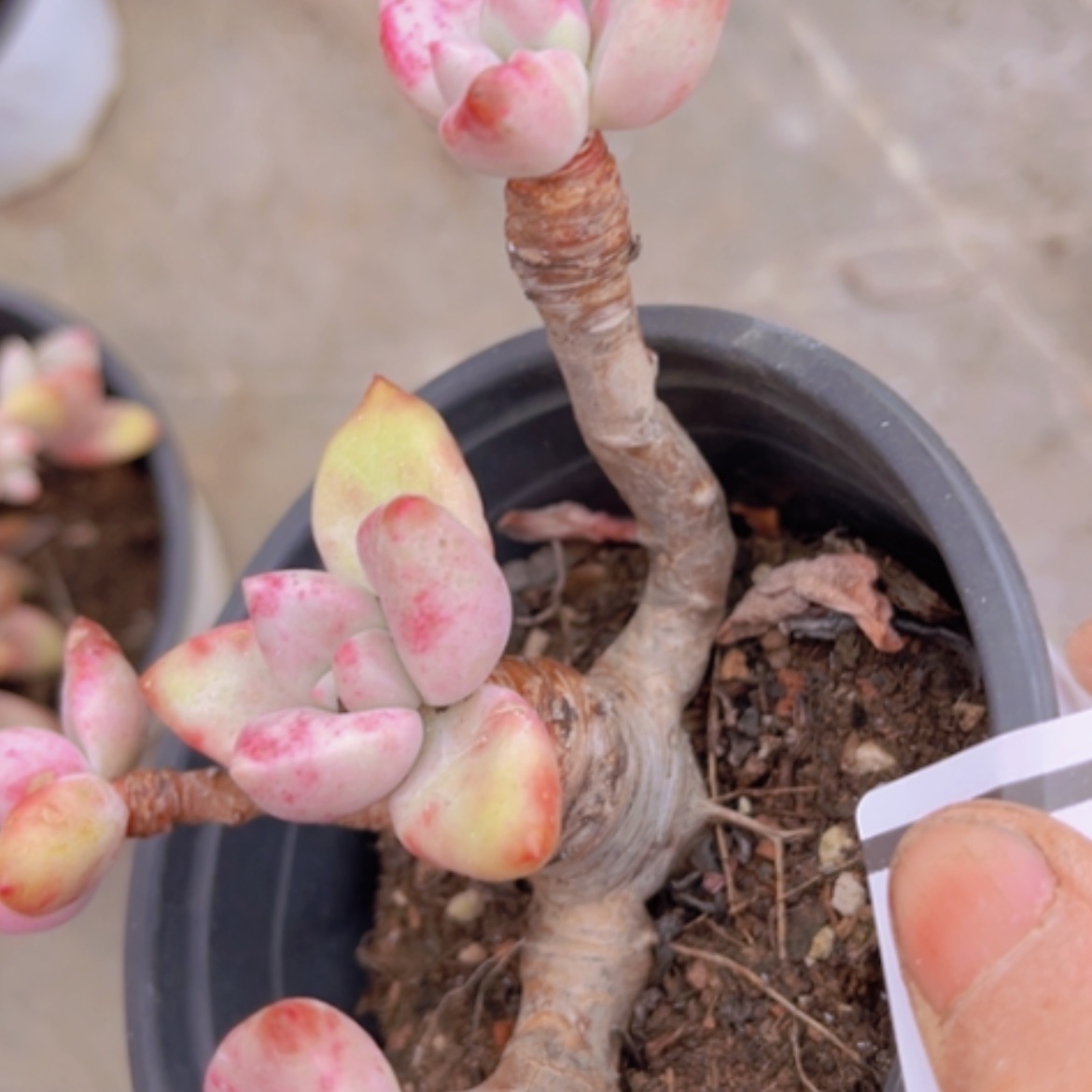 【闪购商品】桃花源16133