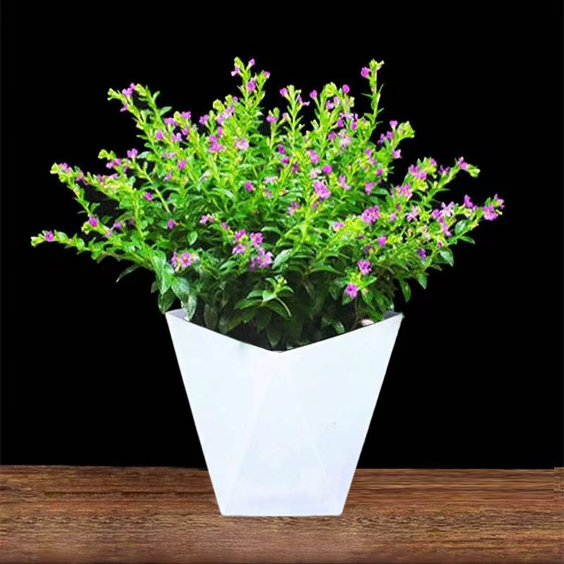 满天星带花发货四季种植开花植物盆栽室内客厅阳台植物