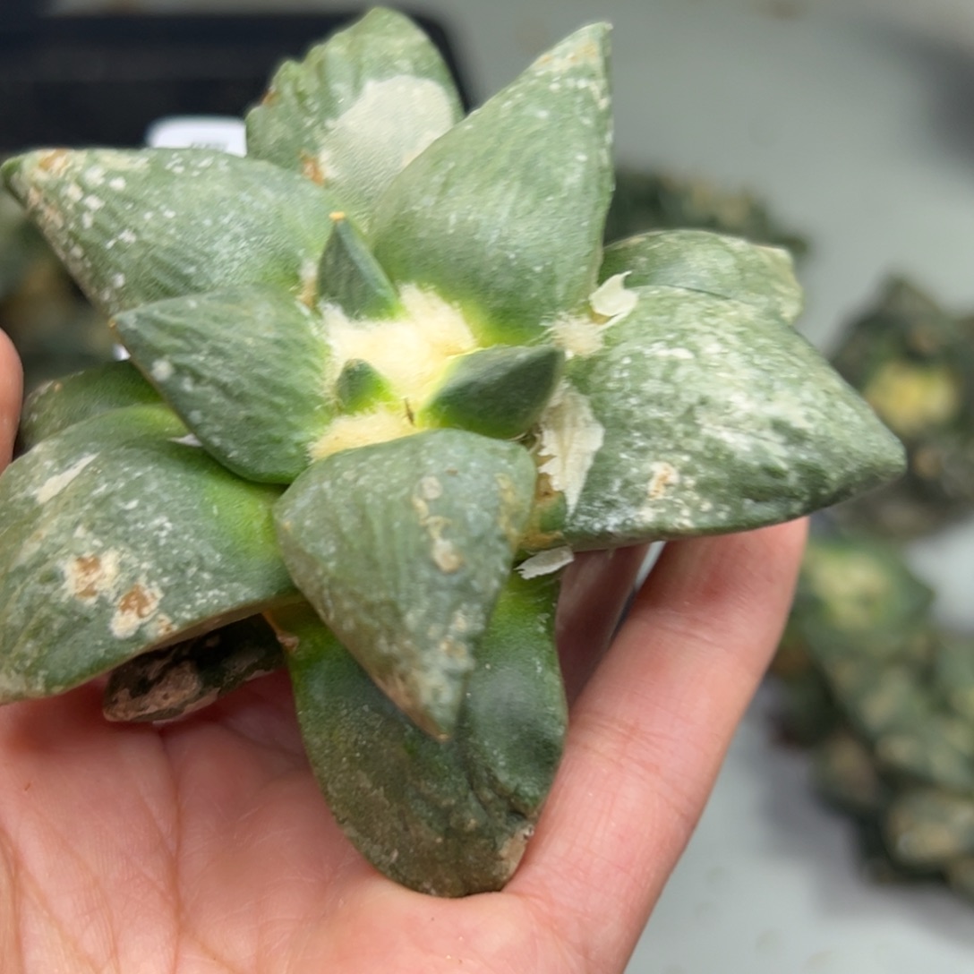 126 仙人球的比赛将于本