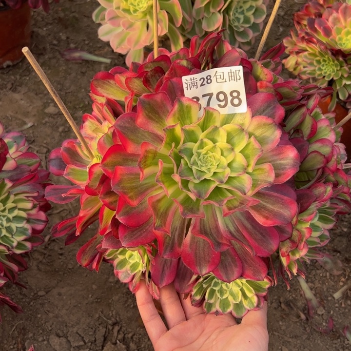 3798天和多肉植物