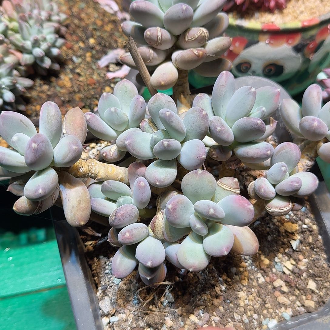 多肉植物多肉植物
