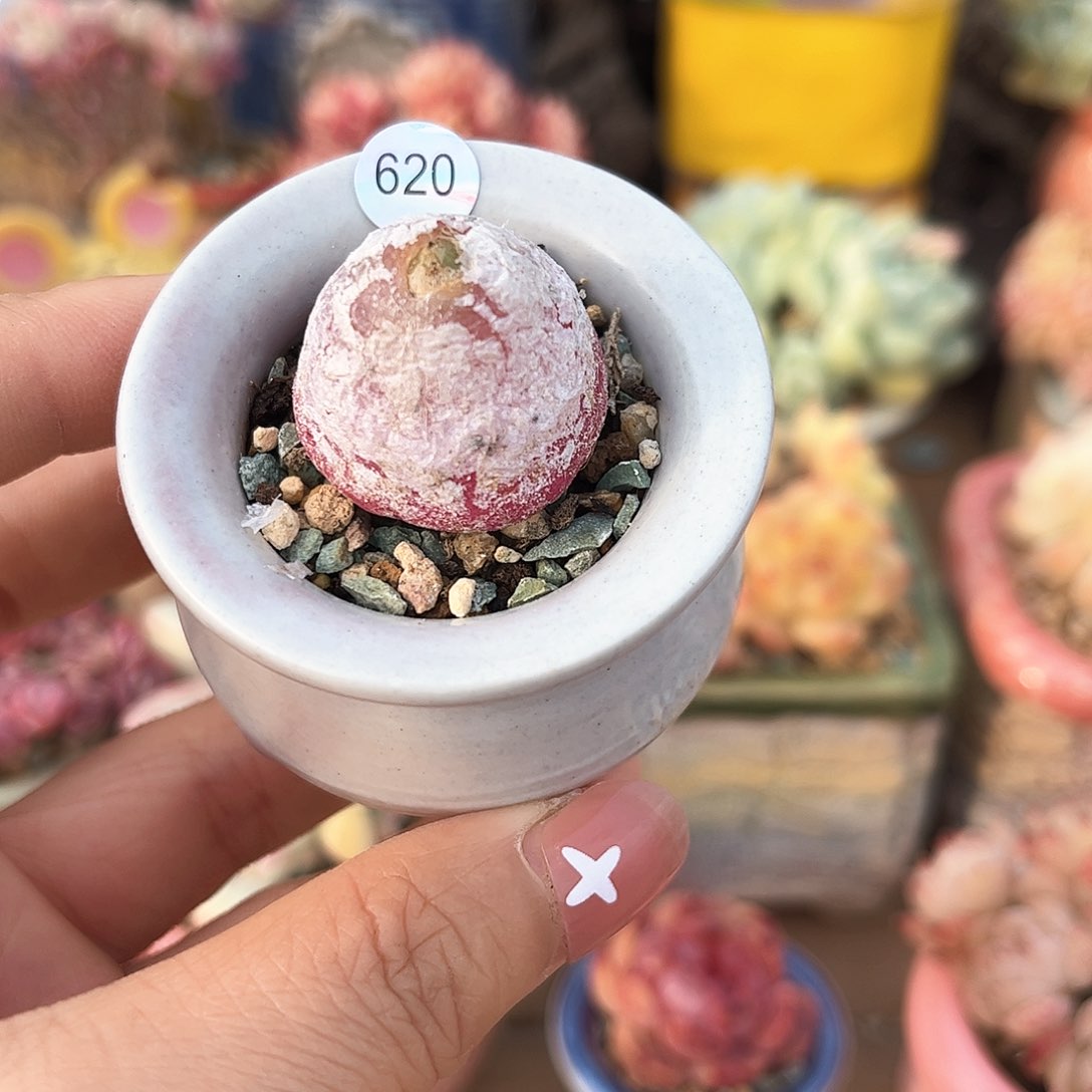 620 多肉含盆土30元包邮除偏远