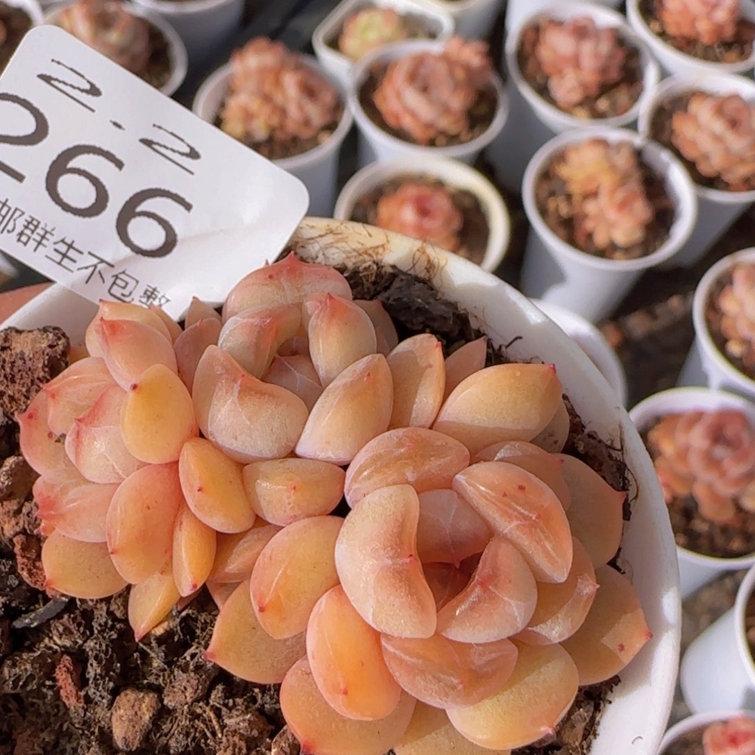 三头红恋朵朵一颗