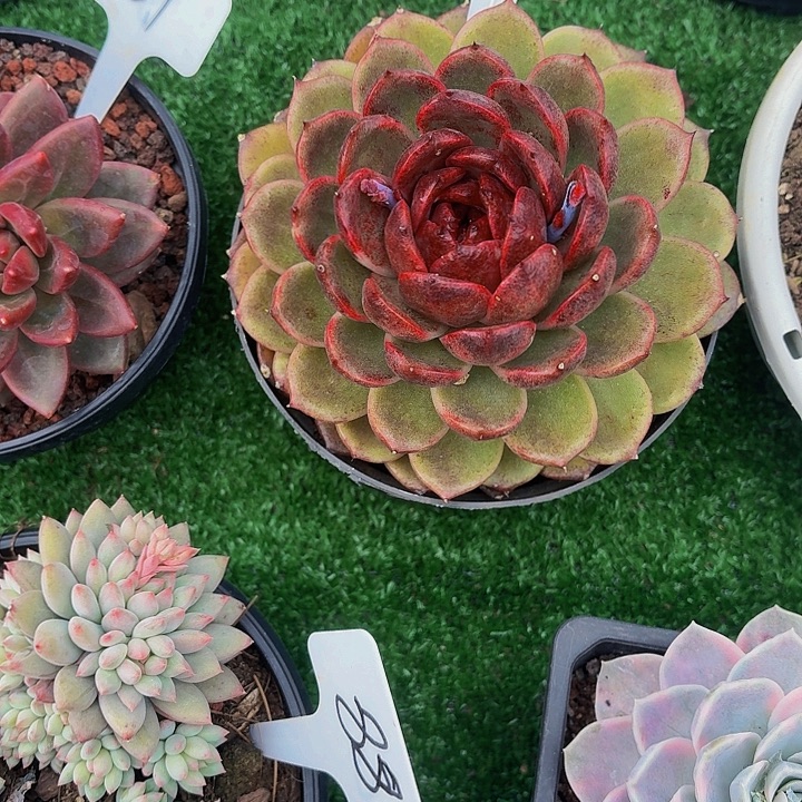 木***贝丽娟花卉溏心水晶单头