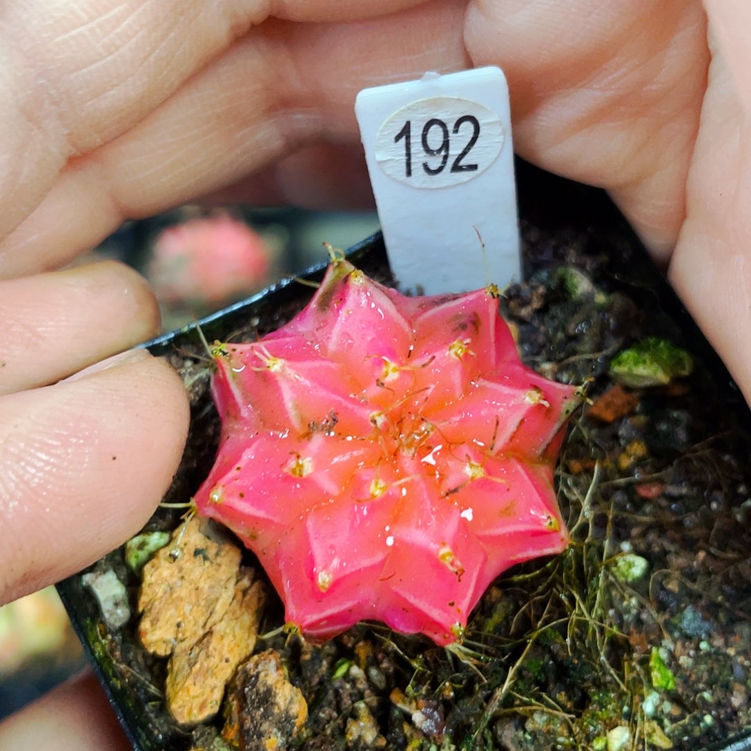 非偏远地区满25包邮仙人球