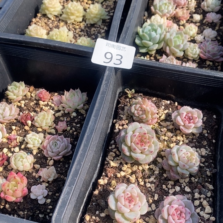 93 多肉植物盆栽花卉