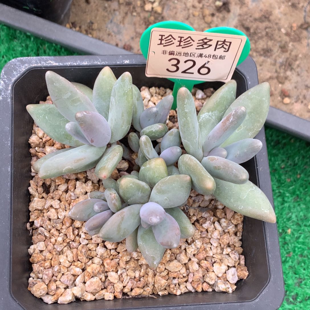 企鹅无砍平头6头326