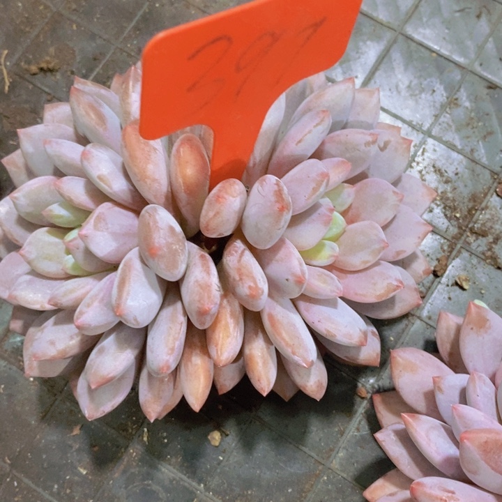 依***依这么多小东西也会一直