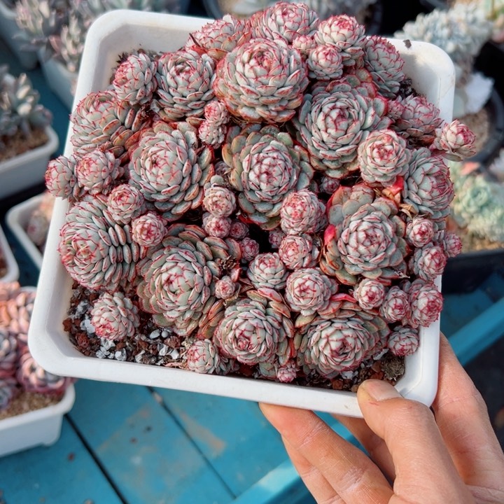 精品多肉植物老桩