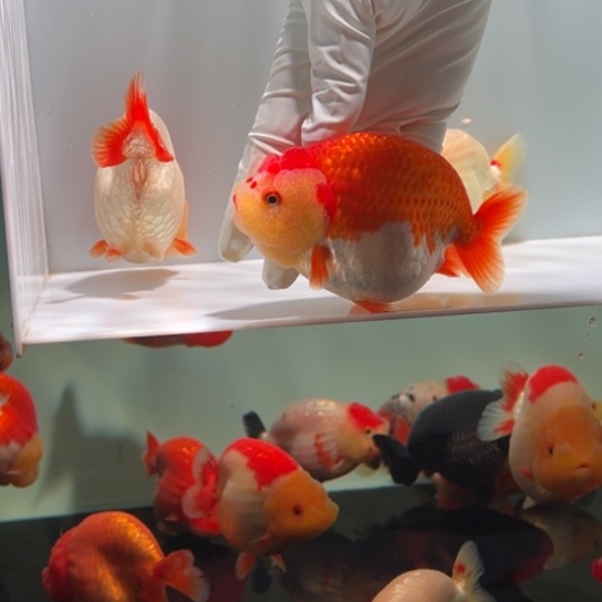 金鱼红鼻花0000000