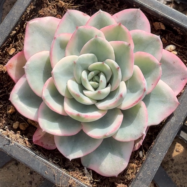 奶油黄桃锦腹欧轮锦