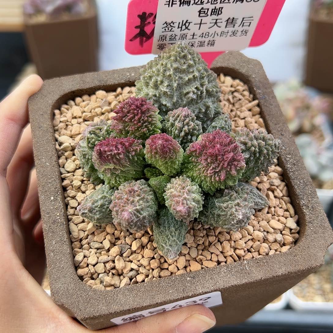 439朱紫玉多肉植物