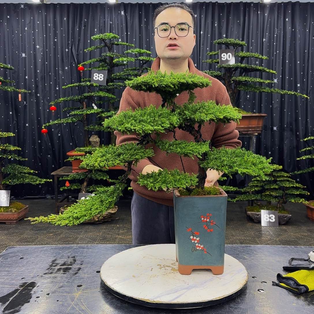 松树柏树造型盆景