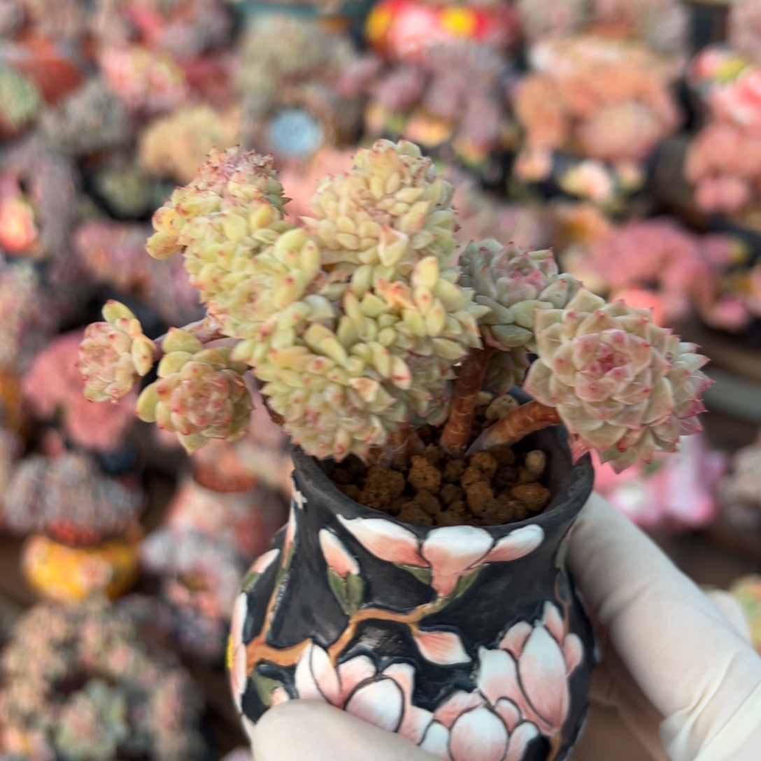 微瑕 新年快乐 新年快乐 新年快乐