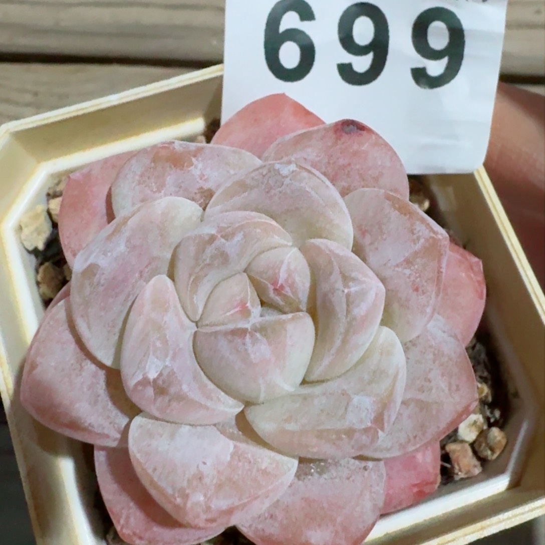 多肉植物开播福利捡漏