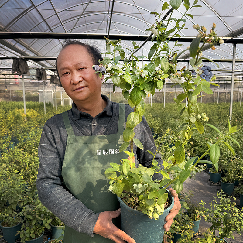 壹分皿 蓝莓盆栽室内花香带果带盆种好发货南方北方好养包邮