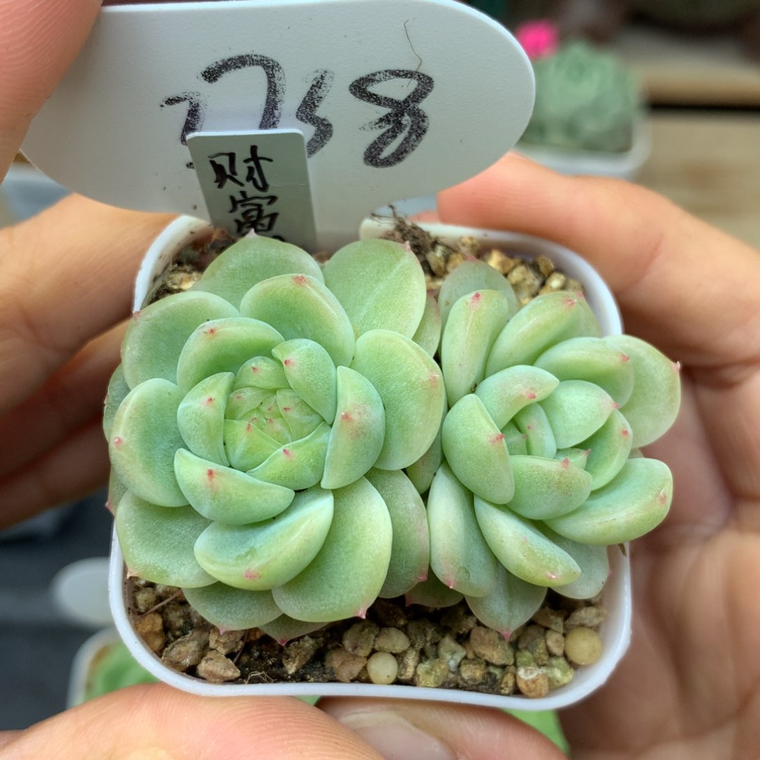 财富密码88号3738