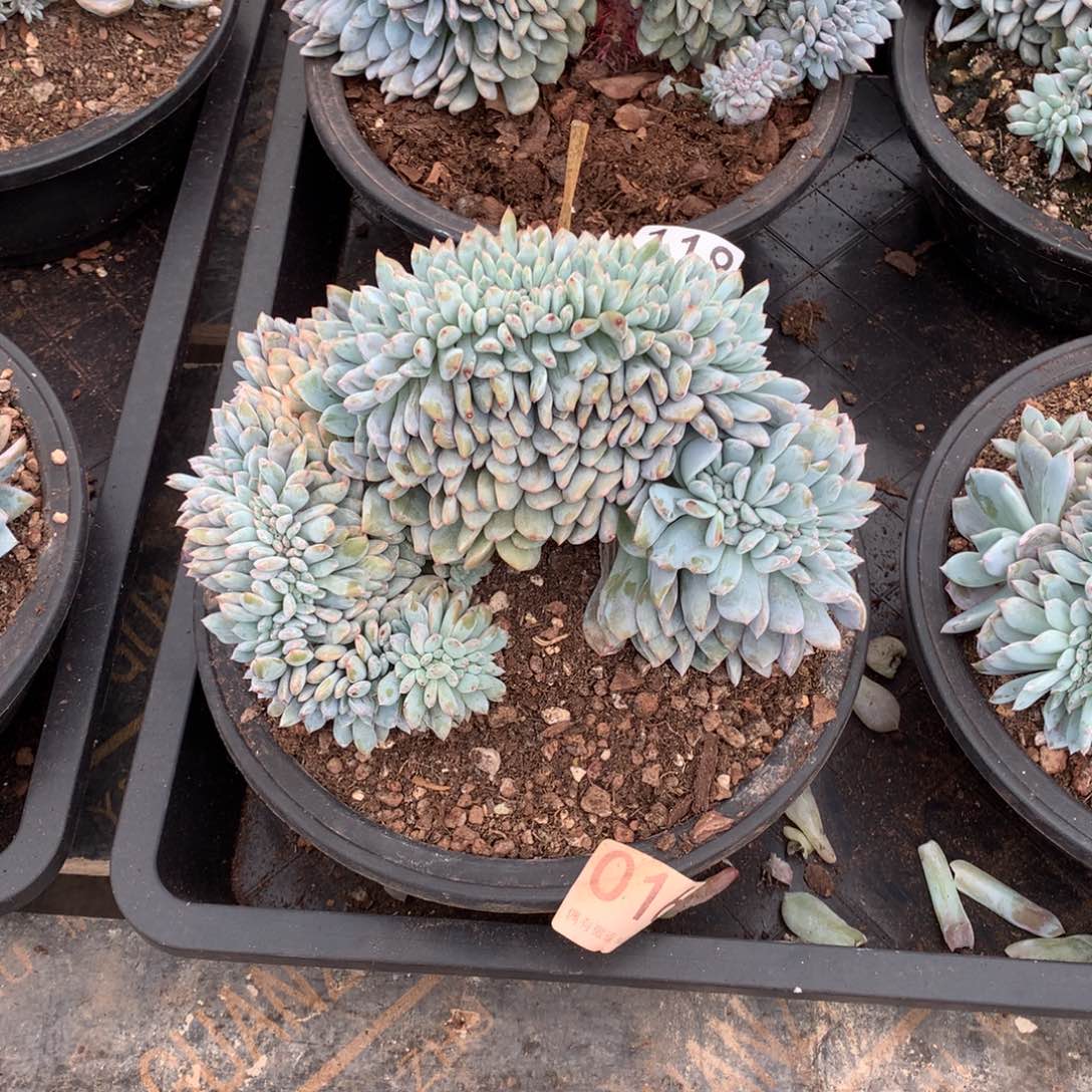 016橙子缀化多肉植物