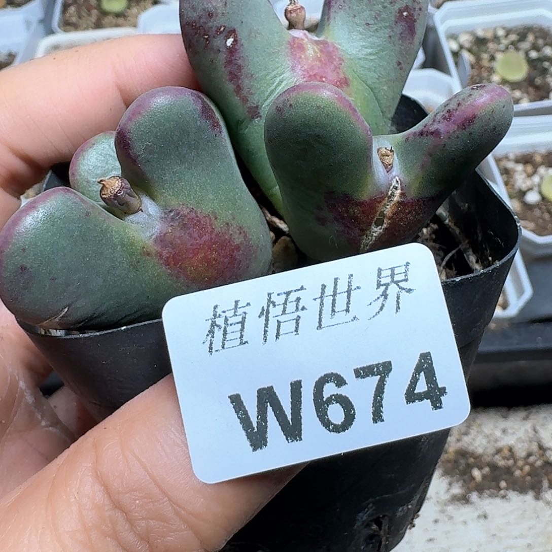 674盒的植物哇d f