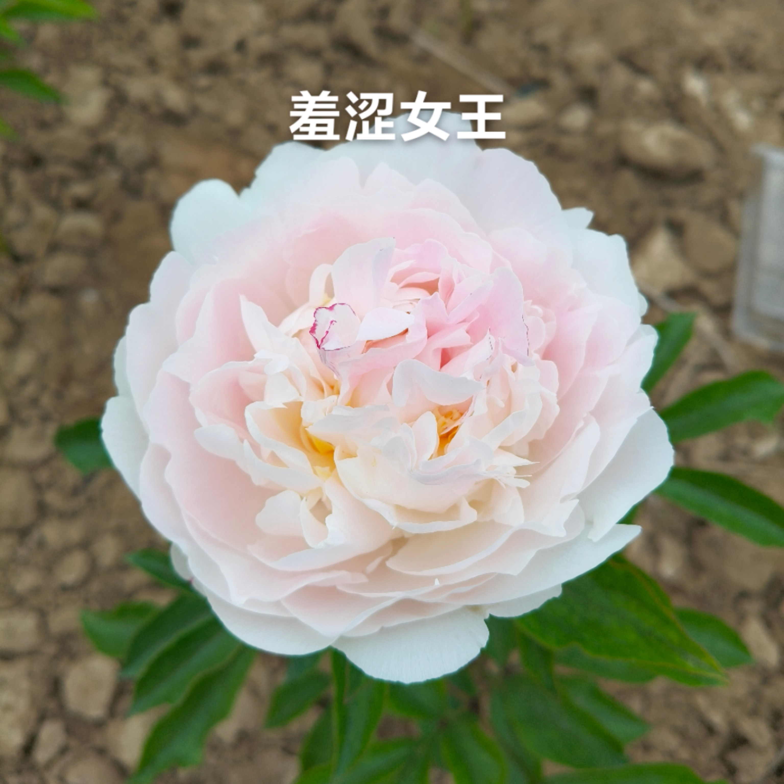 进口芍药羞涩女王4-5芽