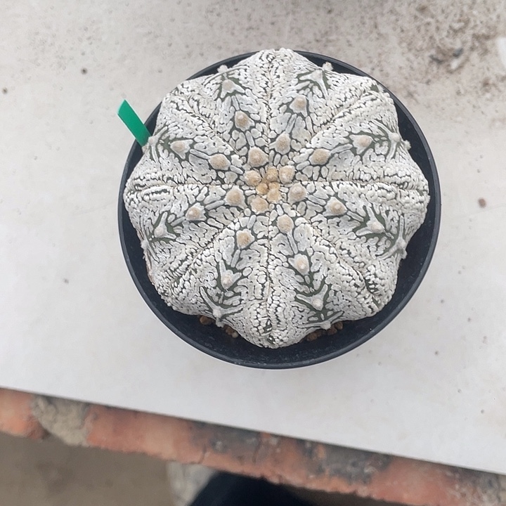 浓白v瑕疵特价不退换