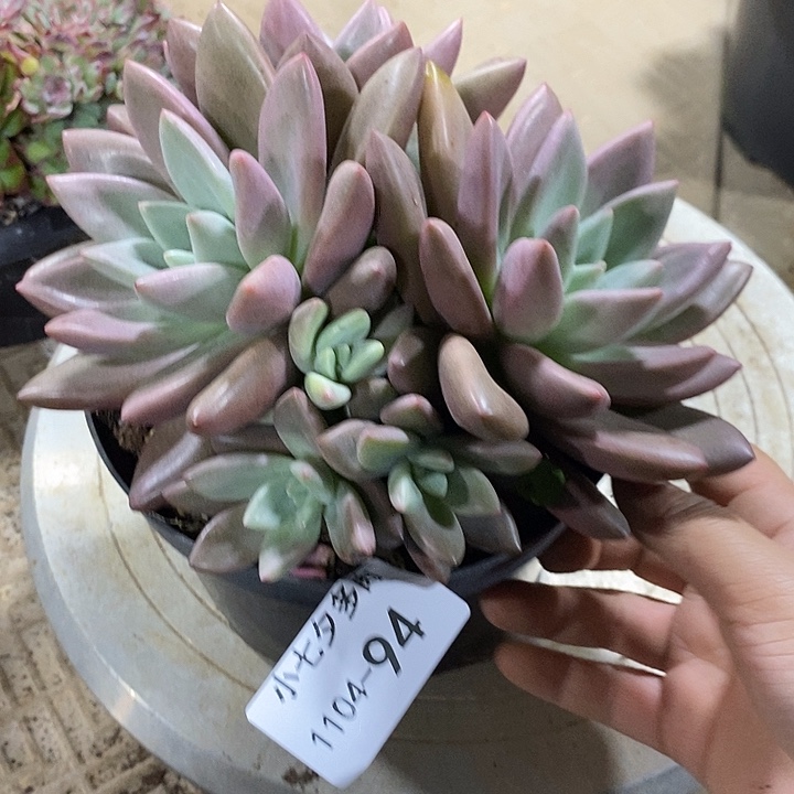 媛***小七夕多肉初音94