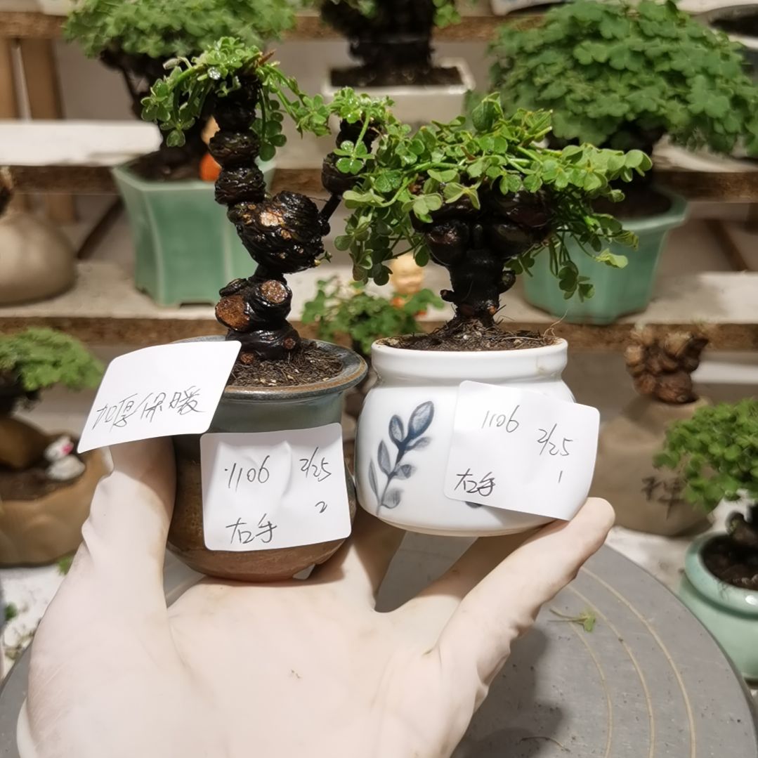 右***梁酢浆草老桩掌上盆景