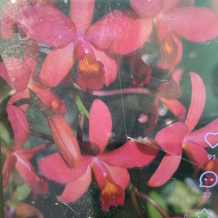 完全开放原生种小红梅大小4苗带花夹