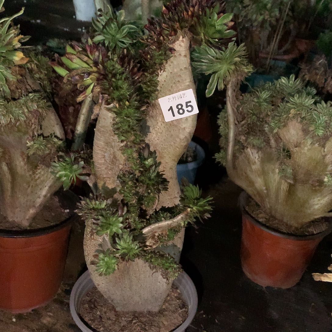 185黑法师缀化缀