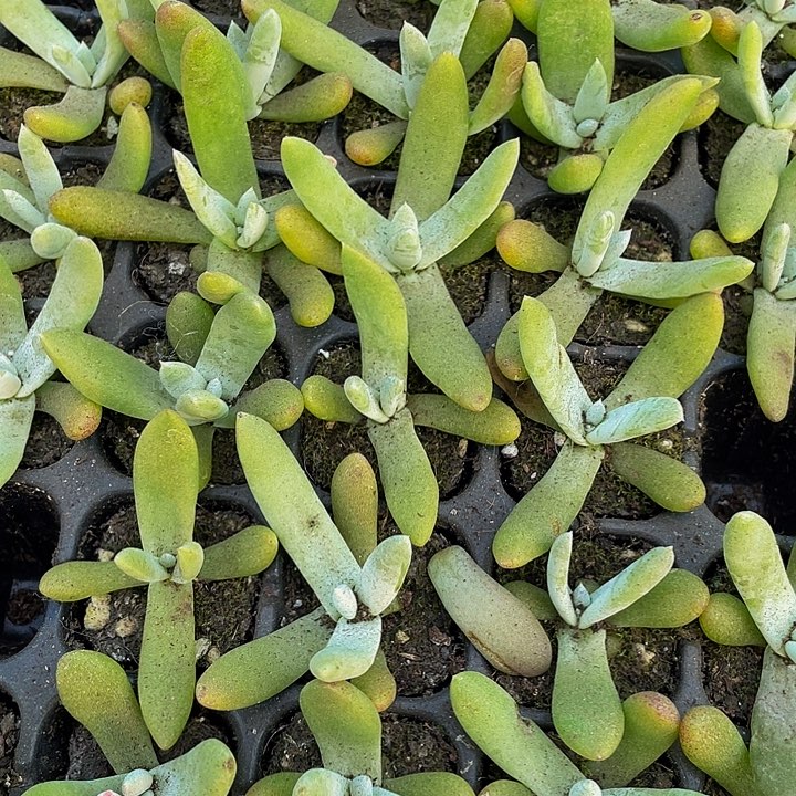 仙女杯拇指1.8带土发