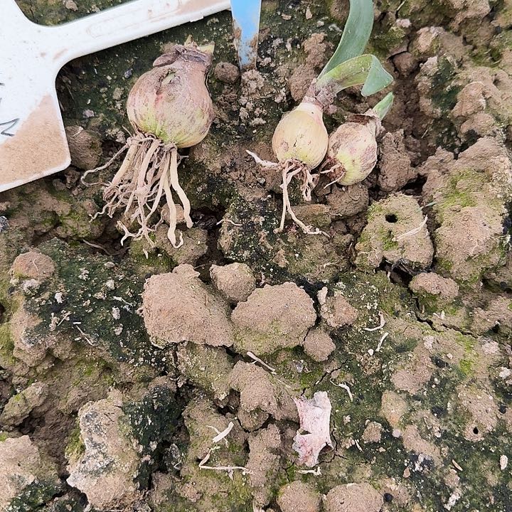 奈斯女神朱顶红3棵  