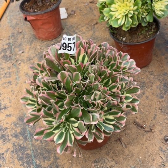 957白凤法师不包断枝