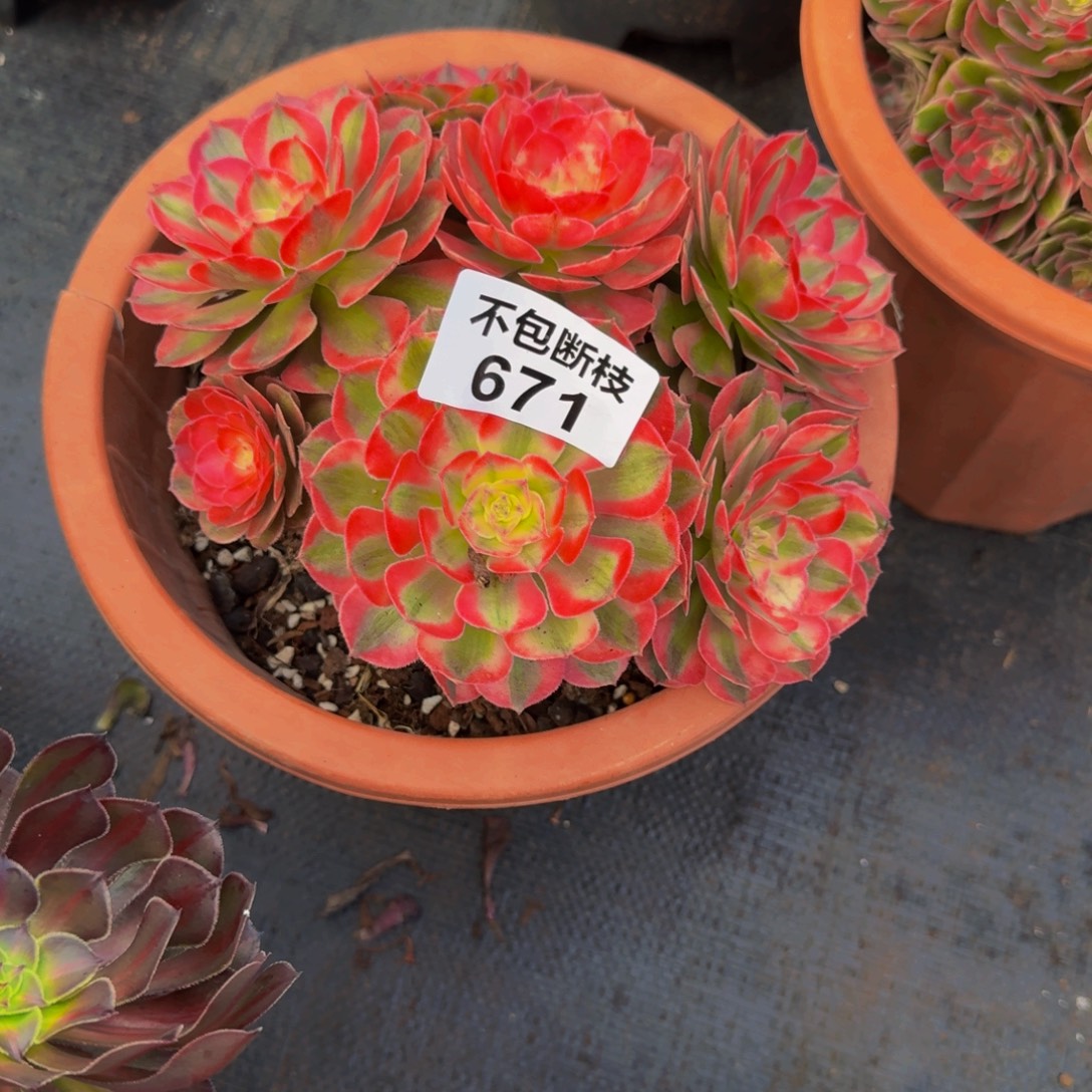 671多肉植物法师号