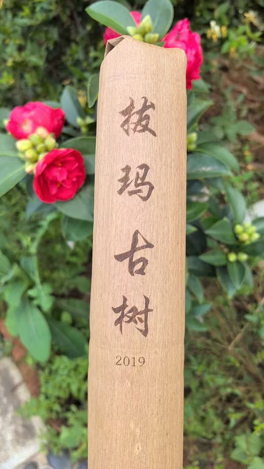 2019年 拔玛古树 竹筒茶（生茶）