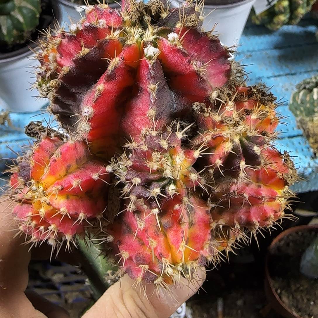 牡丹锦408仙人球开花